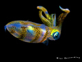 Baby Squid ( around 4 cm. ) . Nightdive shot from 2009. Canon 40D, 60 mm makro, Ikelite DS125 strobe. 